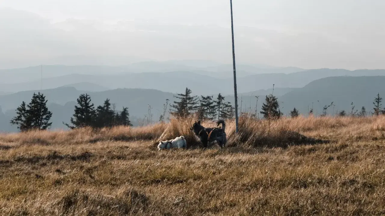 Dwa psy cieszą się wolnością na górskim szlaku. Idealne miejsce, gdzie w góry z psem.