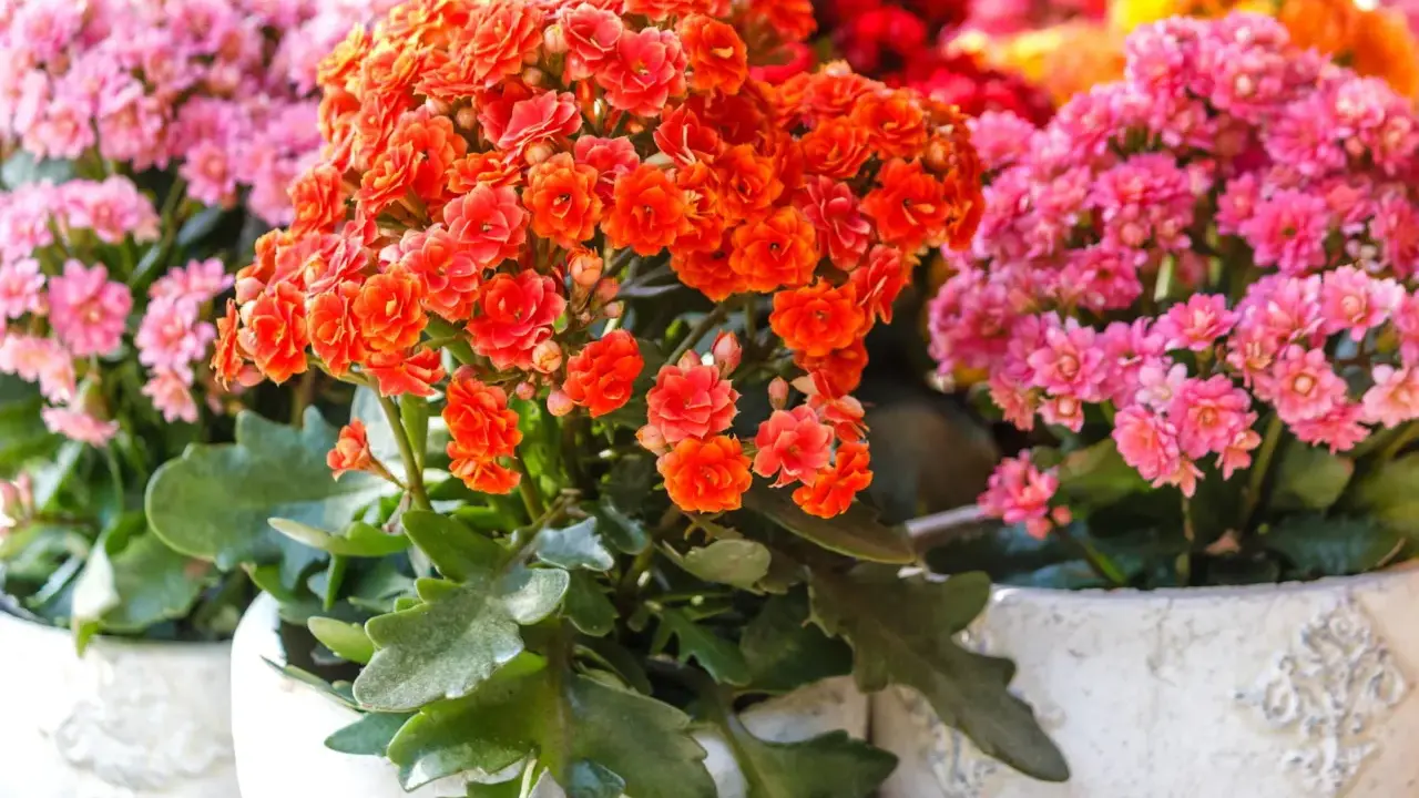 Bunte Kalanchoe-Blüten in Orange und Pink. Die richtige Kalanchoe Pflege sorgt für üppige Blütenpracht.