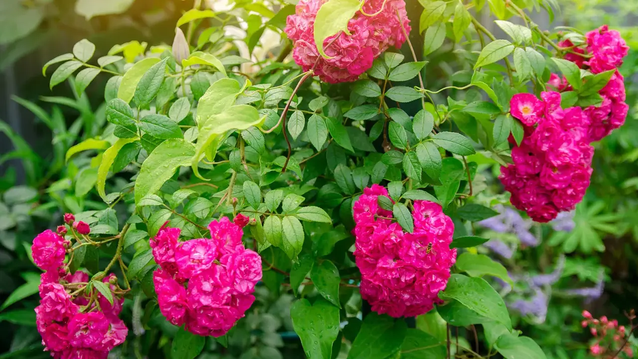 Des rosiers grimpants aux fleurs roses vives, parfaits pour apprendre comment planter un rosier. Un guide visuel pour un jardin fleuri.