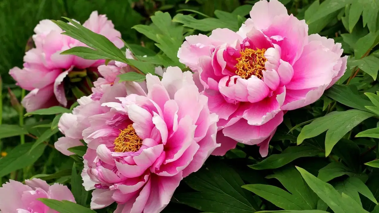 Vibrant pink tree peonies, scientifically known as Paeonia suffruticosa, bloom with ruffled petals and golden centers amidst lush green foliage.