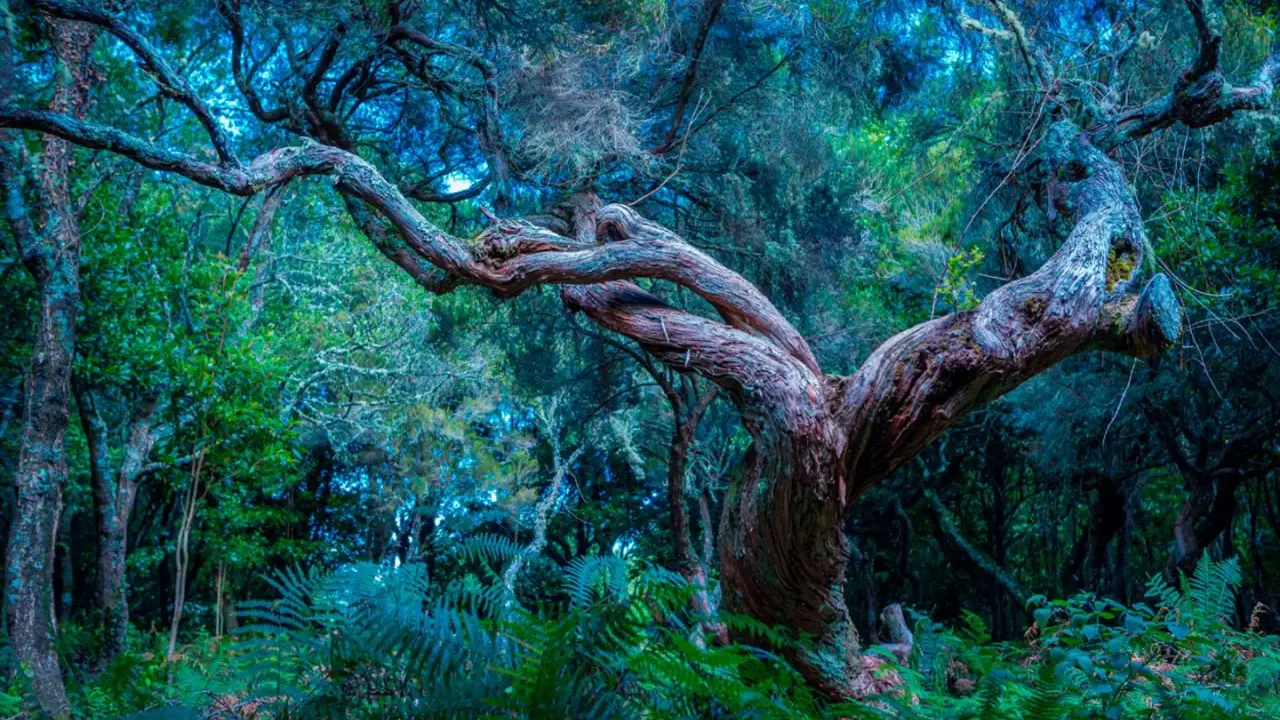 Verwunschener Feenwald auf Madeira. Uralte, verdrehte Bäume und üppige Farne in mystischem Licht.