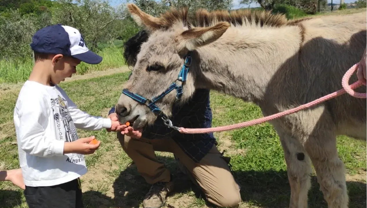Bambino offre carote a un asinello, un momento di tenerezza tra i bellissimi animali Umbria.