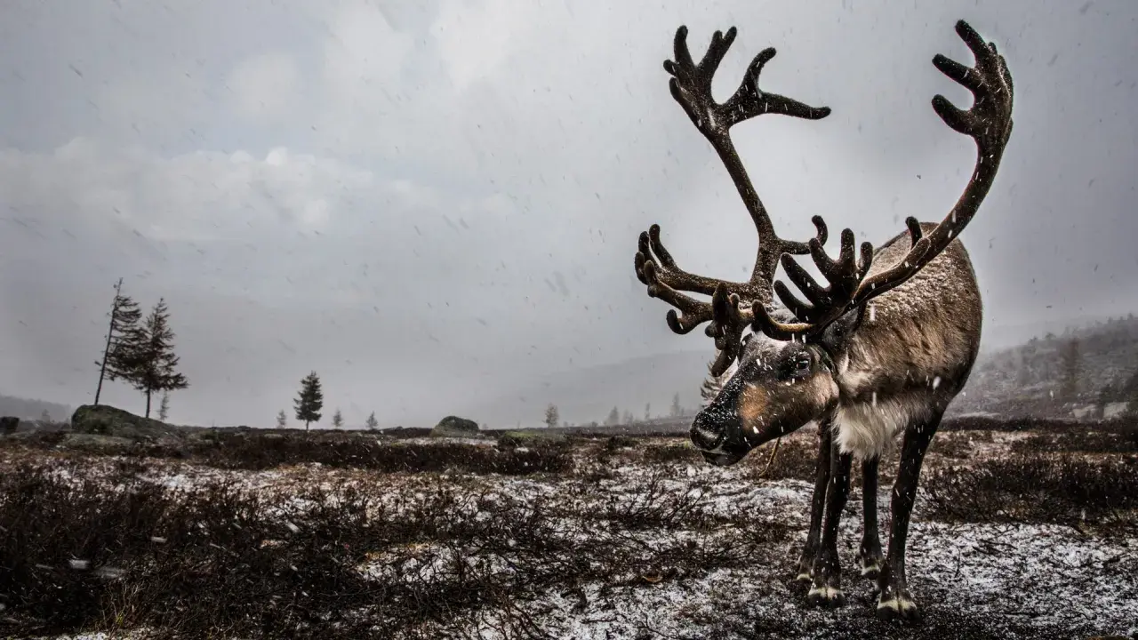 Ett ståtligt ren djur med imponerande horn står i snöfall på en karg, snötäckt mark.