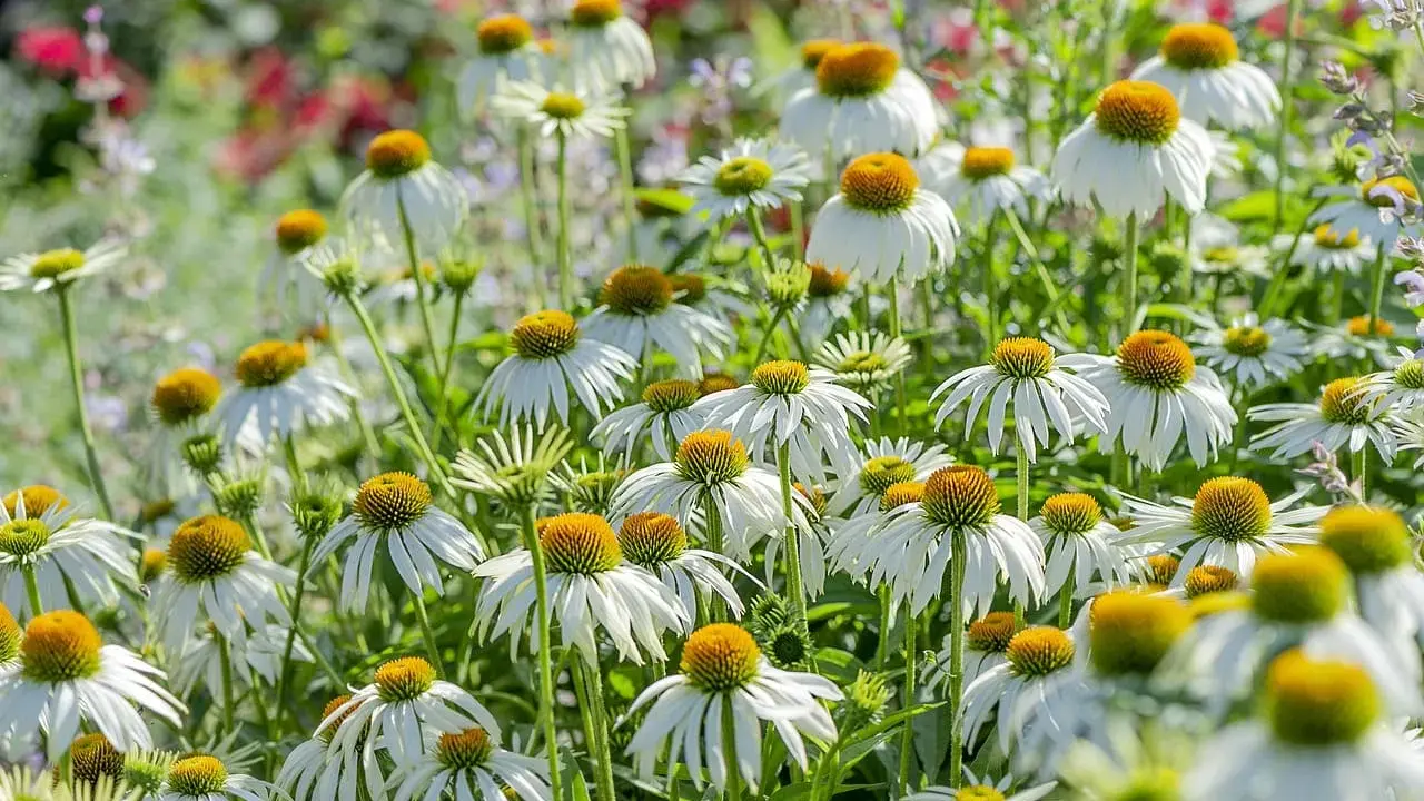 Champ de fleurs d'échinacées blanches aux cœurs orangés. Ces fleurs sont connues pour leurs nombreux échinacea bienfaits pour la santé.