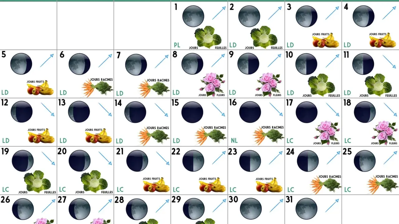 Calendrier lunaire jardin : phases de la lune et indications pour semer fruits, légumes ou fleurs.