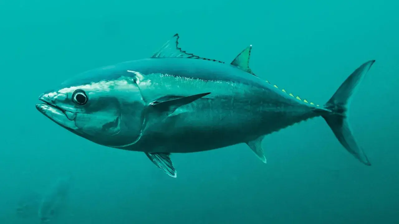 Ein majestätischer Thunfisch schwimmt im tiefblauen Ozean. Sein stromlinienförmiger Körper und die kräftige Schwanzflosse zeigen, wie schnell er ist.