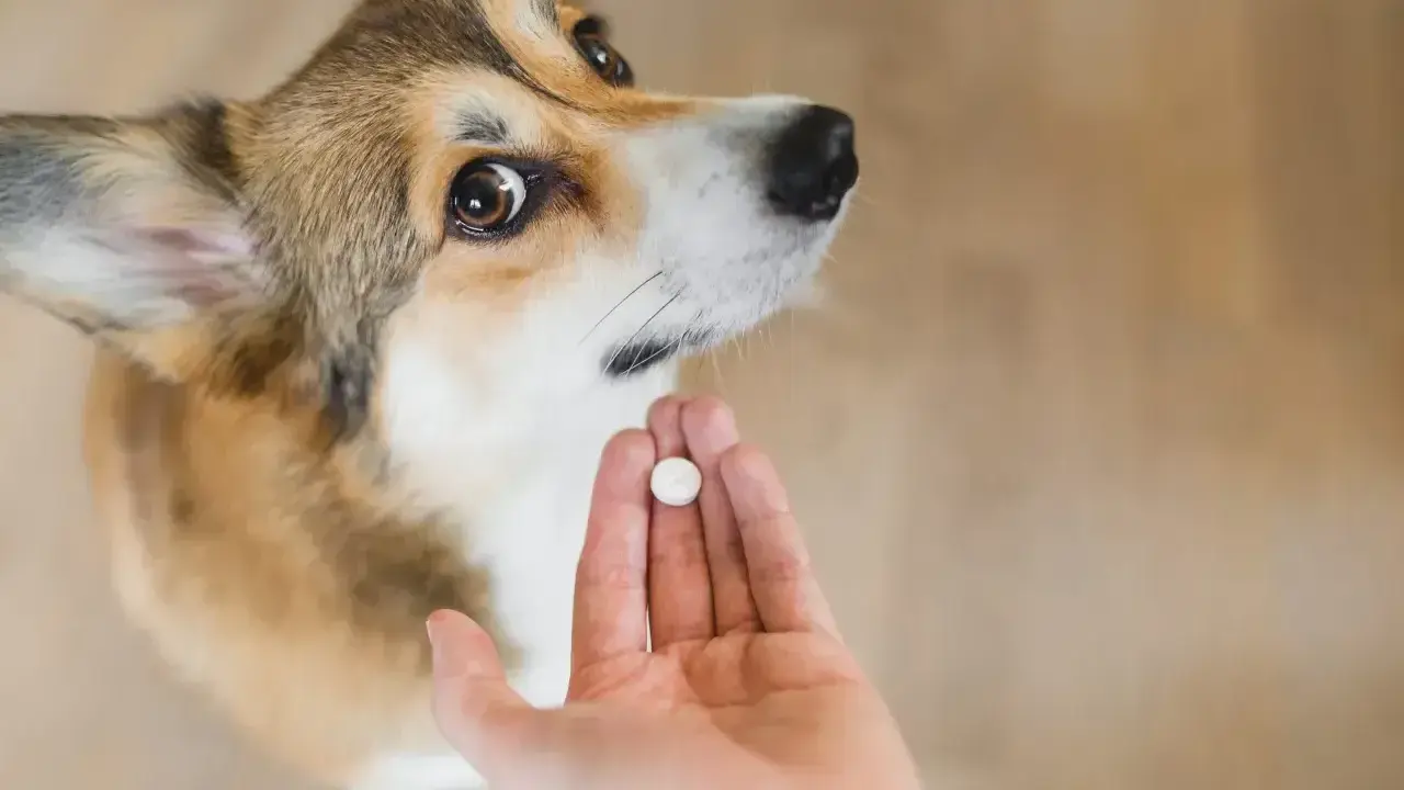 Uroczy corgi patrzy na dłoń z tabletką. Czas na odrobaczenie szczeniaka, by był zdrowy i szczęśliwy.