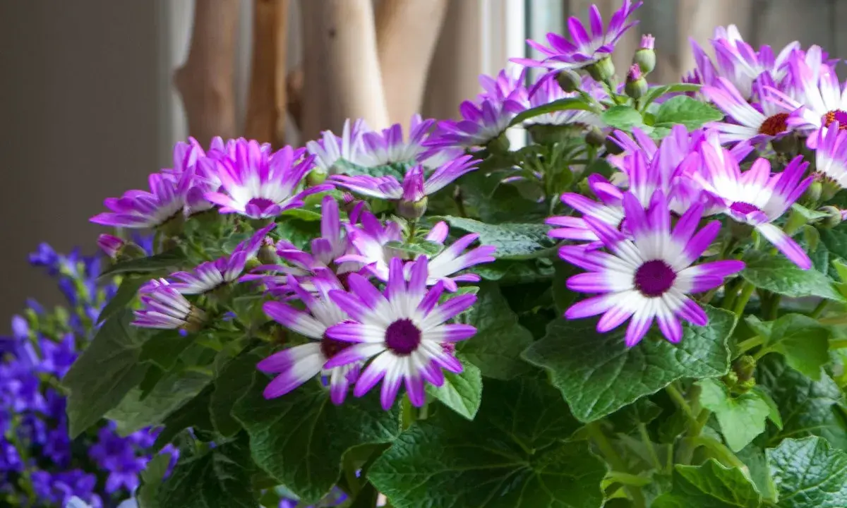 Un bouquet de marguerites violettes et blanches, typique des créations des fleuristes, éclate de couleurs vives.
