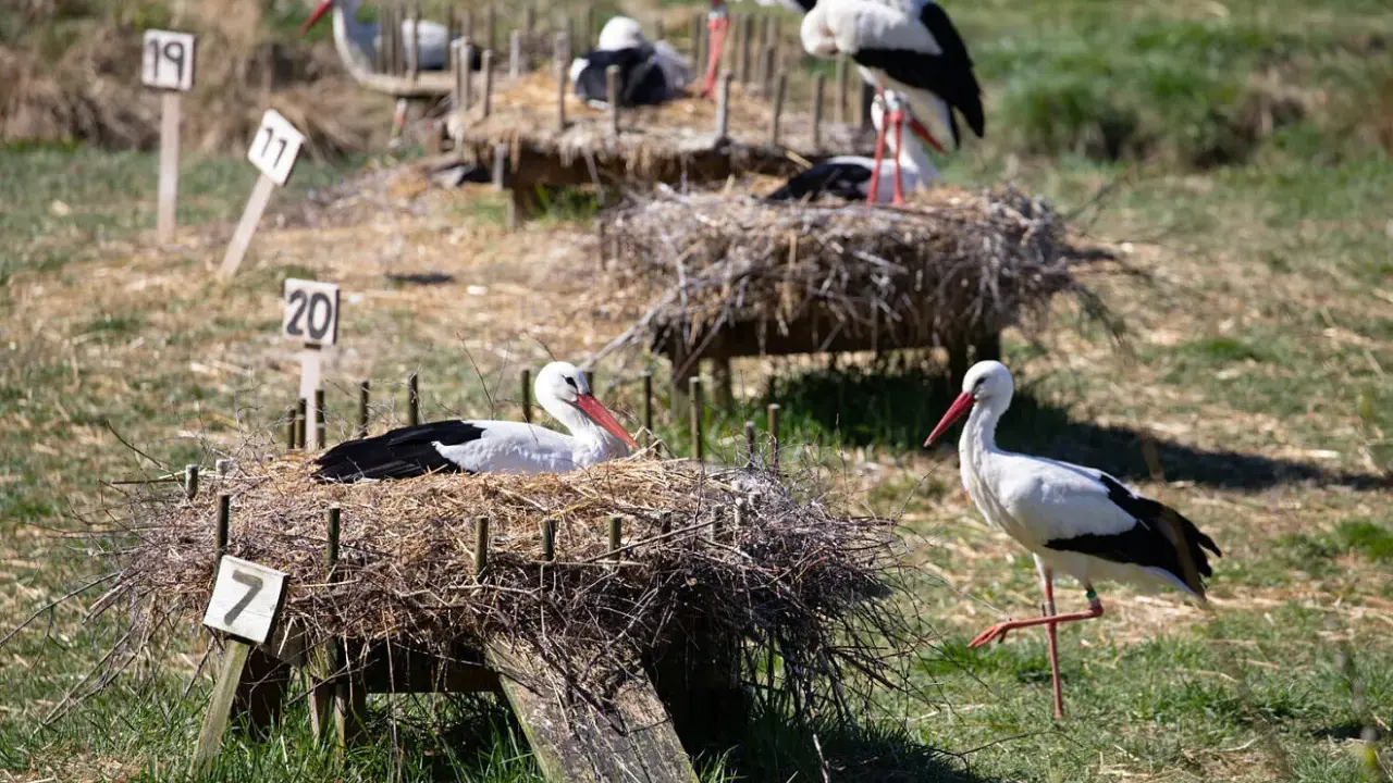 Storkar i sina bon på Nordens Ark. En stork vilar i bo nummer 7, medan en annan står bredvid.