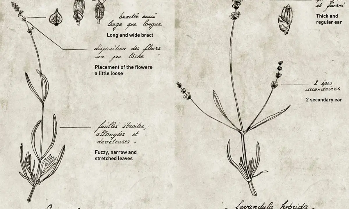 Dessin botanique comparant la lavande vraie (Lavandula angustifolia) et la lavandin (Lavandula hybrida), avec détails sur les feuilles et les épis.
