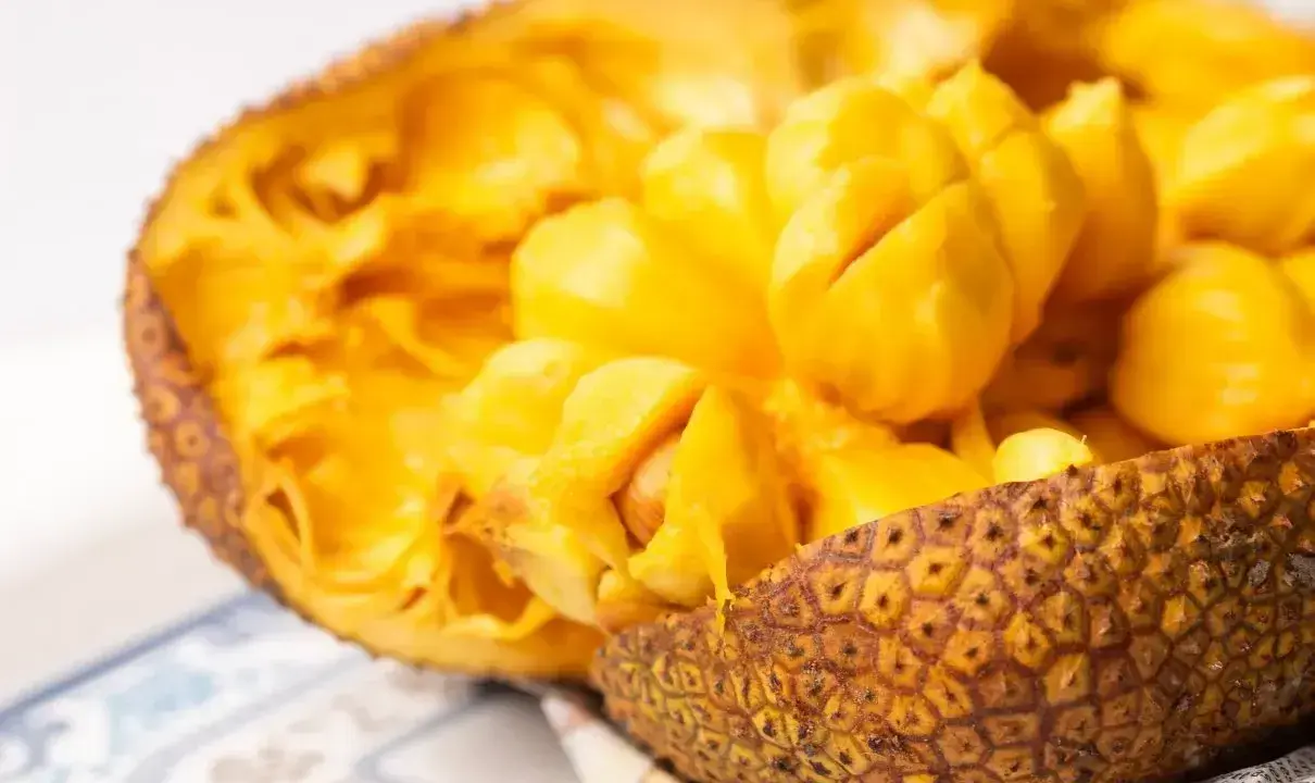 Odkryj smak jackfruit po polsku! Soczyste, żółte miąższowe segmenty owocu w skorupie.