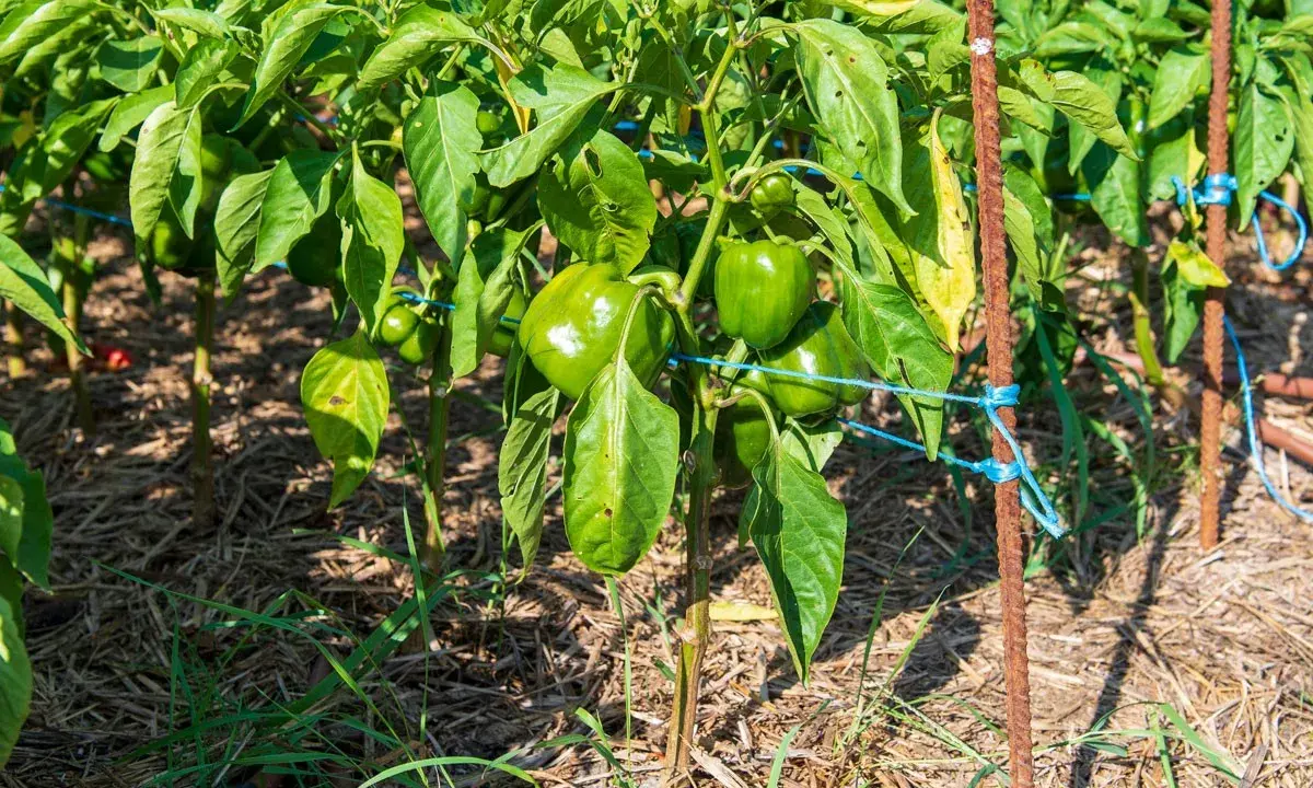Des poivrons verts mûrs sur des plants soutenus par des tuteurs. Une image parfaite pour illustrer comment planter des poivrons et obtenir une belle récolte.