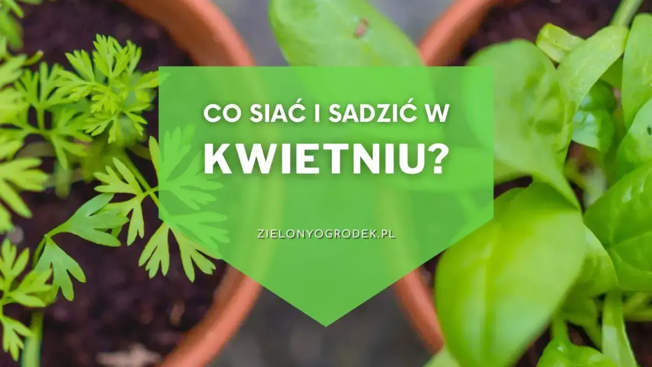 Kwiecień w ogrodzie: Twój plan na obfite plony i barwne rabaty