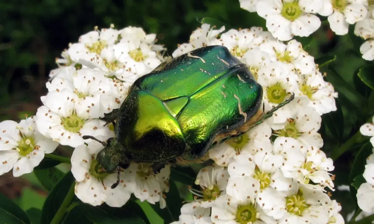 Une magnifique cétoine dorée, dont la larve se nourrit dans le sol, se repose sur des fleurs blanches.