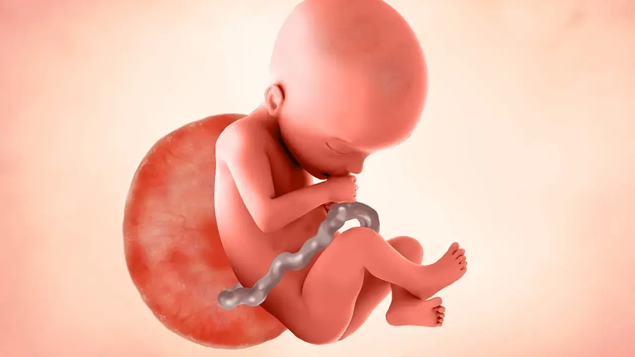 Feto en desarrollo, con cordón umbilical, en la semana 22 de gestación.