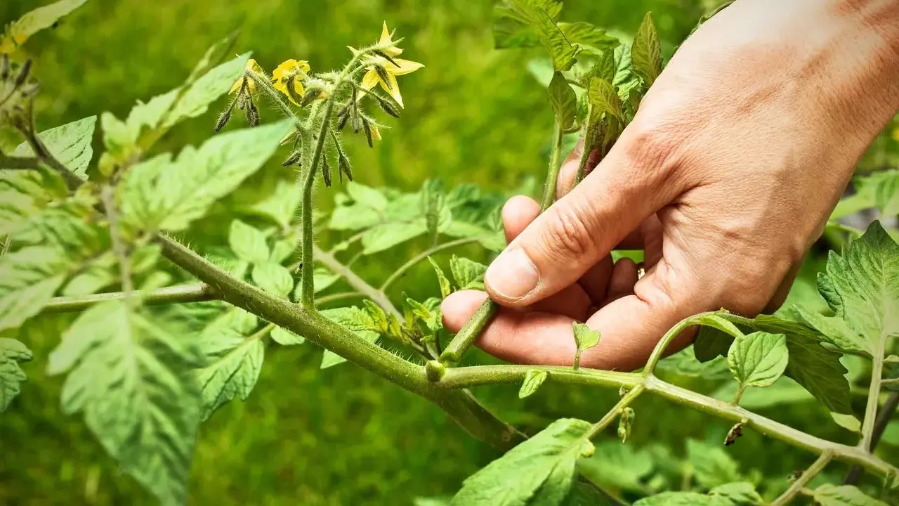 Main d'un jardinier qui commence à tailler les tomates, retirant une pousse latérale pour favoriser la croissance des fruits.