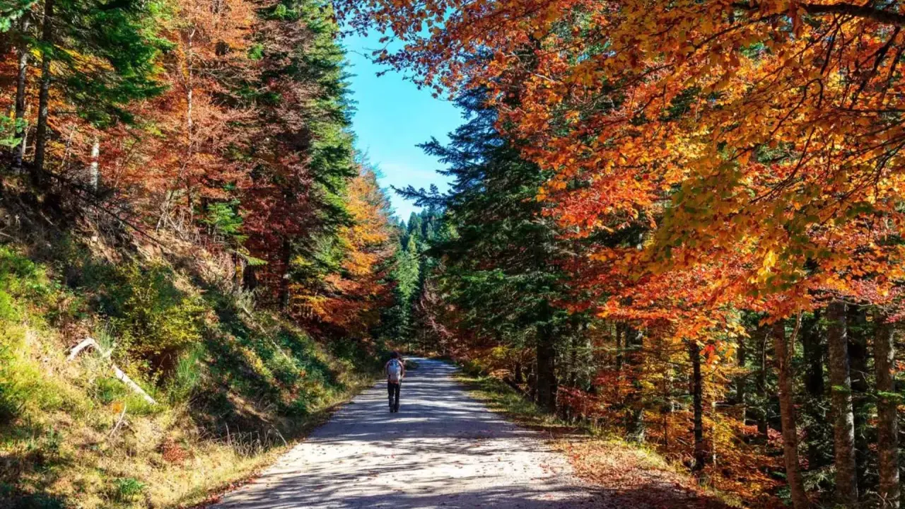Un paseo por la selva de Irati en otoño, con árboles de colores vibrantes y un camino que invita a explorar. Imagina a niños corriendo entre los árboles.