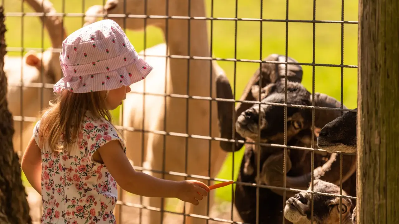 Mała dziewczynka w kapelusiku karmi marchewką kozy. To świetne sosnowiec atrakcje dla dzieci, które uwielbiają zwierzęta.