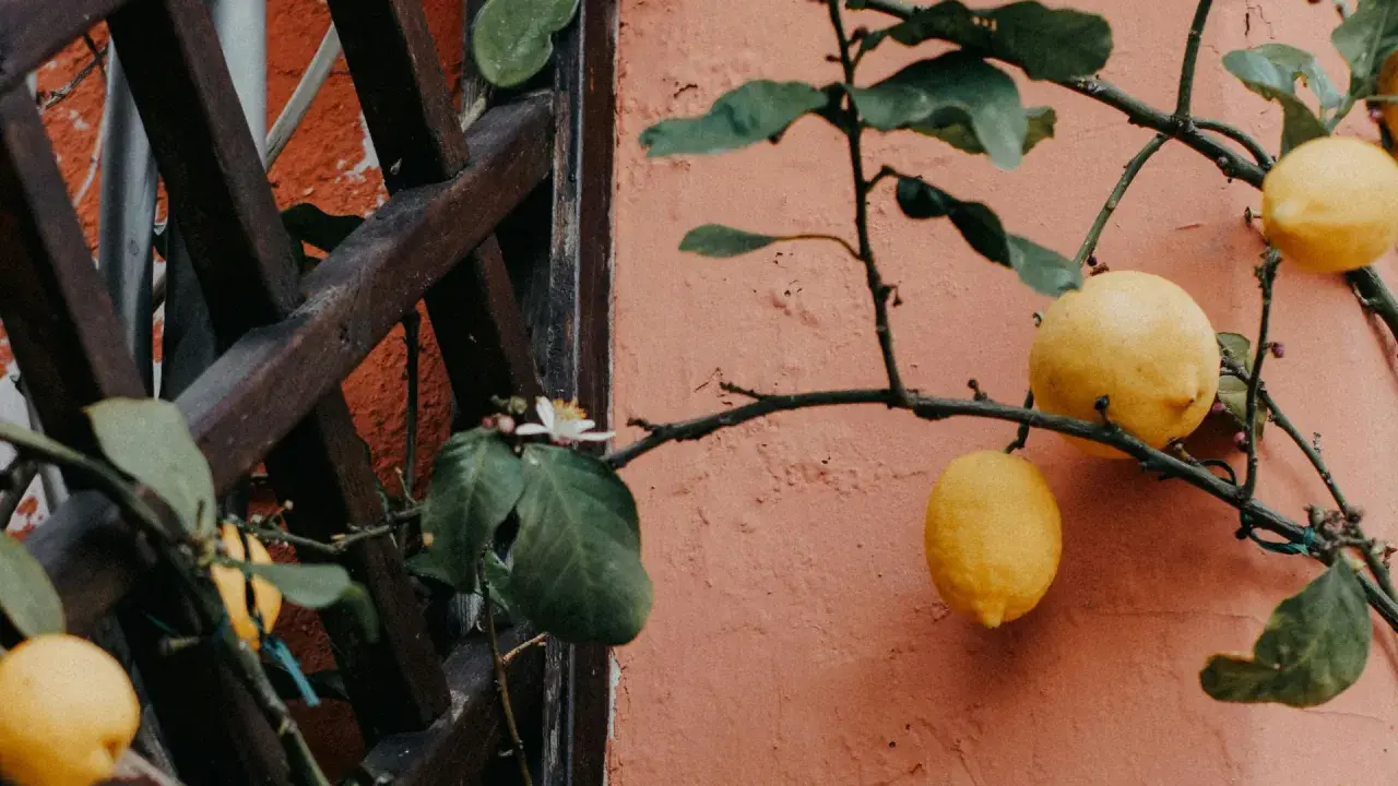 Un citronnier en pot, chargé de fruits jaunes, pousse contre un mur orangé. Une petite fleur blanche éclot sur une branche.