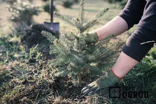 Prawidłowe przycinanie jodły kaukaskiej: Poradnik krok po kroku
