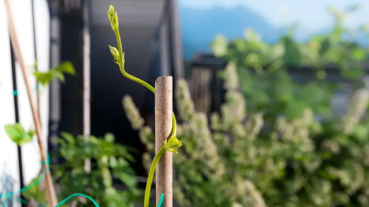 Planta trepadora se apoya en un tutor de madera, mostrando varios tipos de tutores para plantas.