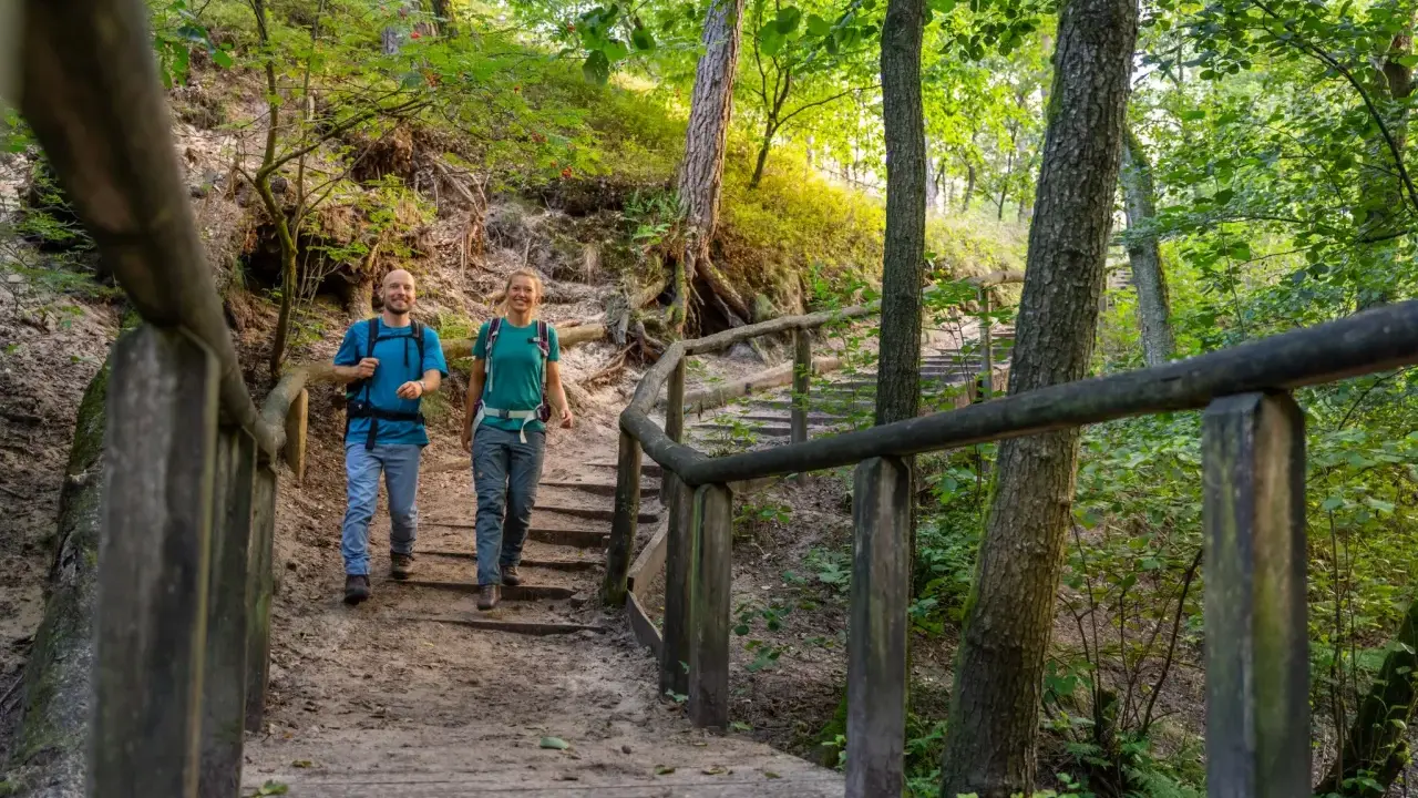 Glückliche Wanderer steigen eine Holztreppe im Wiehengebirge hinauf. Die Sonne scheint durch die Bäume und beleuchtet den Waldweg.