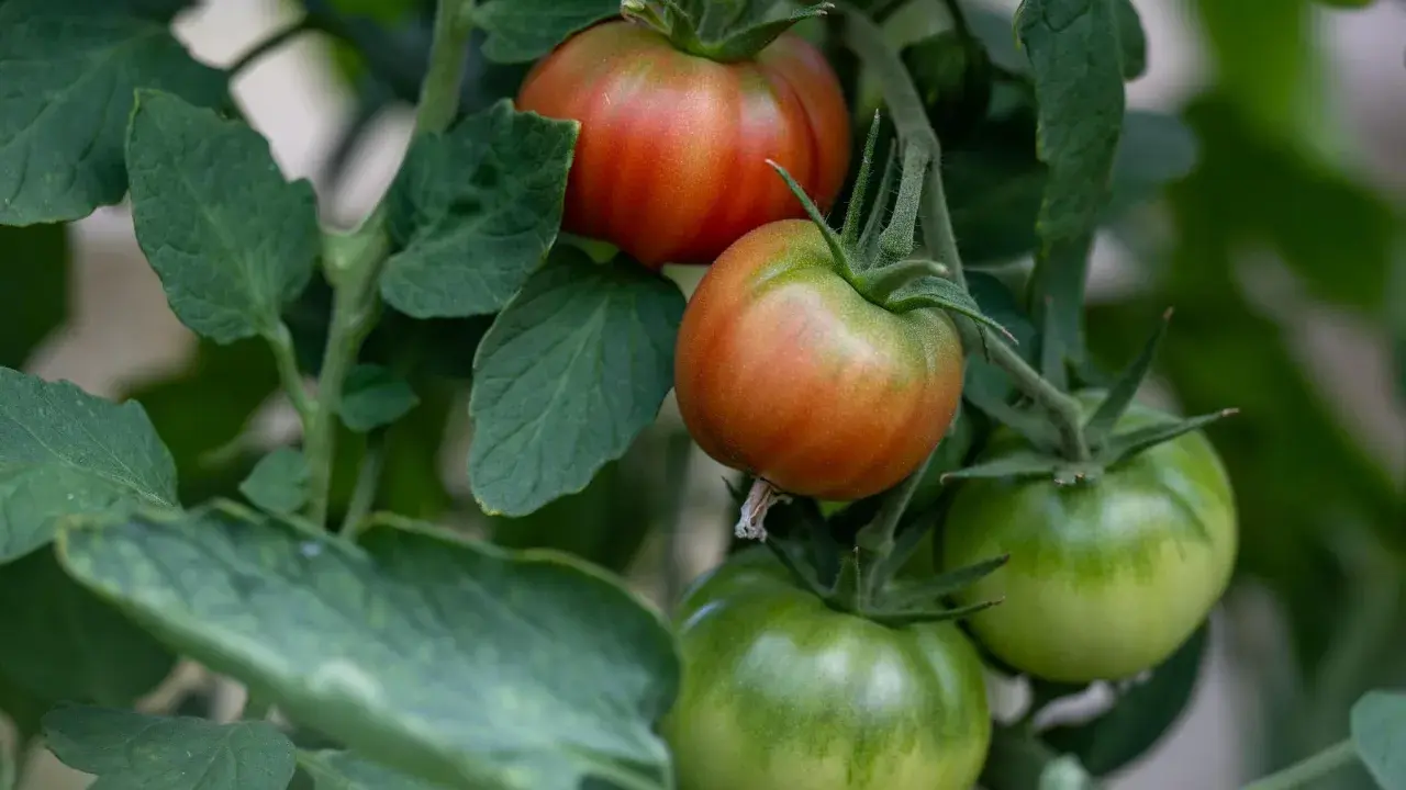 Grüne Tomaten reifen langsam, während einige bereits rot werden. Die Pflanzen sind üppig und grün.