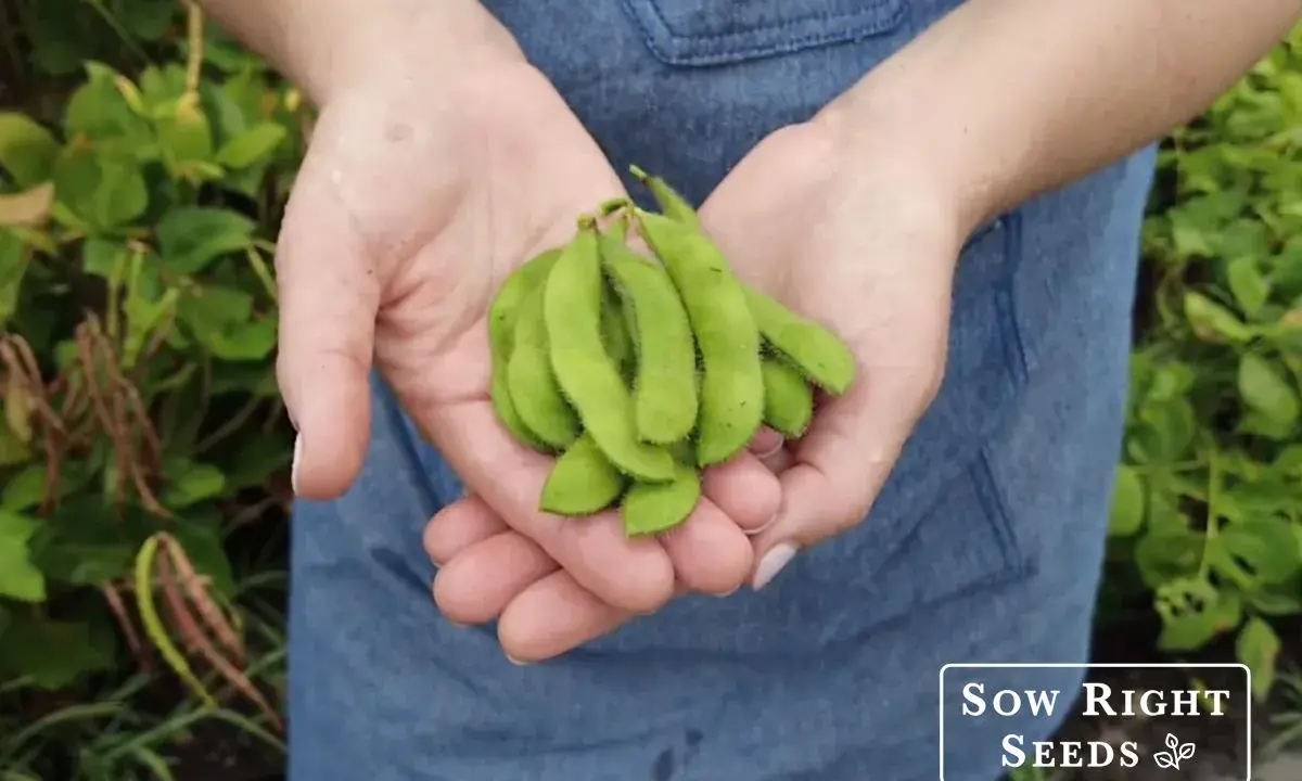 Hands cupped, holding a bunch of freshly picked edamame pods. The vibrant green pods are fuzzy and promise a delicious harvest from the edamame plant.