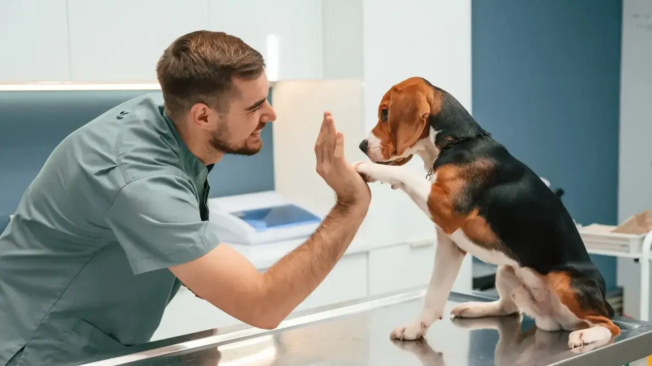 Vétérinaire encourageant un chien beagle sur une table d'examen. Si votre chien a une entorse, que faire ?