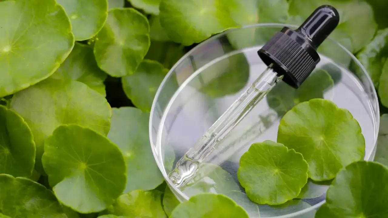 Kropla serum z gotu kola w pipetce spoczywa na szalce Petriego, otoczona zielonymi liśćmi.