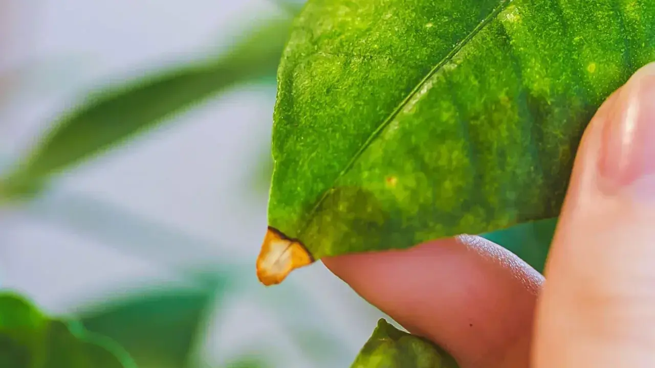 Un doigt examine une feuille de citronnier, dont le bout jaunit, signe d'un problème.