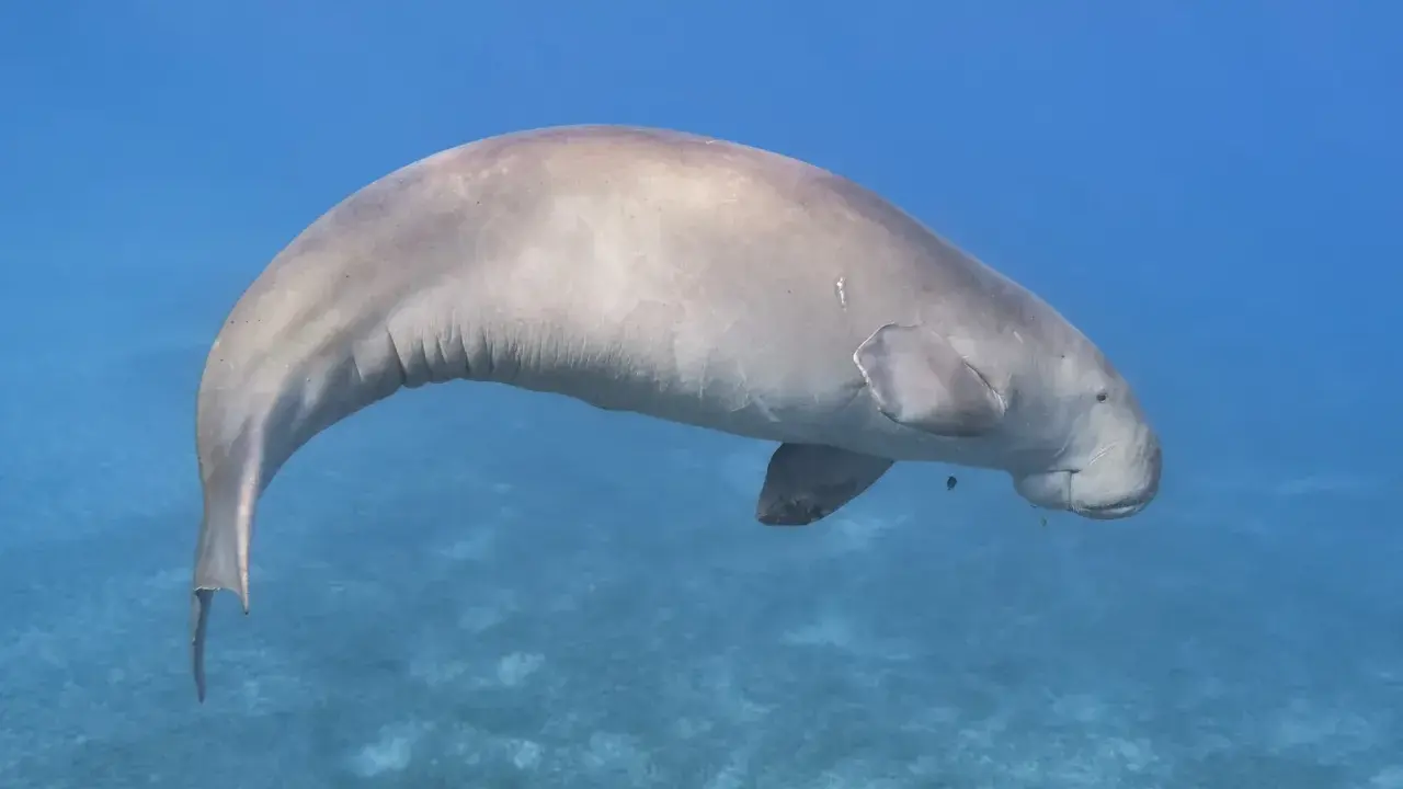 Dugong, jedno z fascynujących zwierząt w Egipcie, pływa w turkusowych wodach Morza Czerwonego.