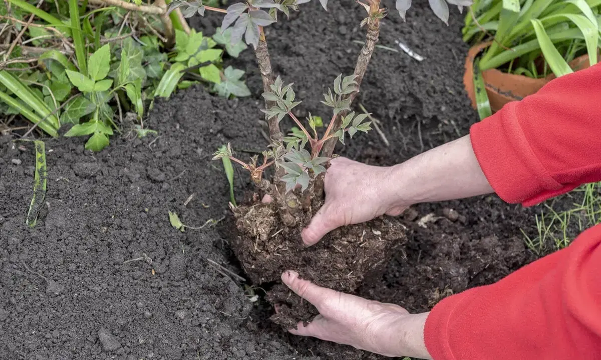 Hände pflanzen eine Pfingstrose um. Der Wurzelballen wird vorsichtig in die Erde gesetzt, um die Pflanze an ihrem neuen Standort zu etablieren.