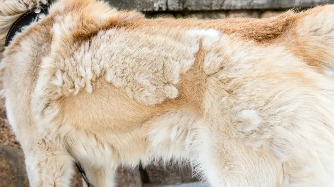 Gros plan sur le pelage d'un chien, montrant des zones clairsemées suggérant une perte de poil due au stress.