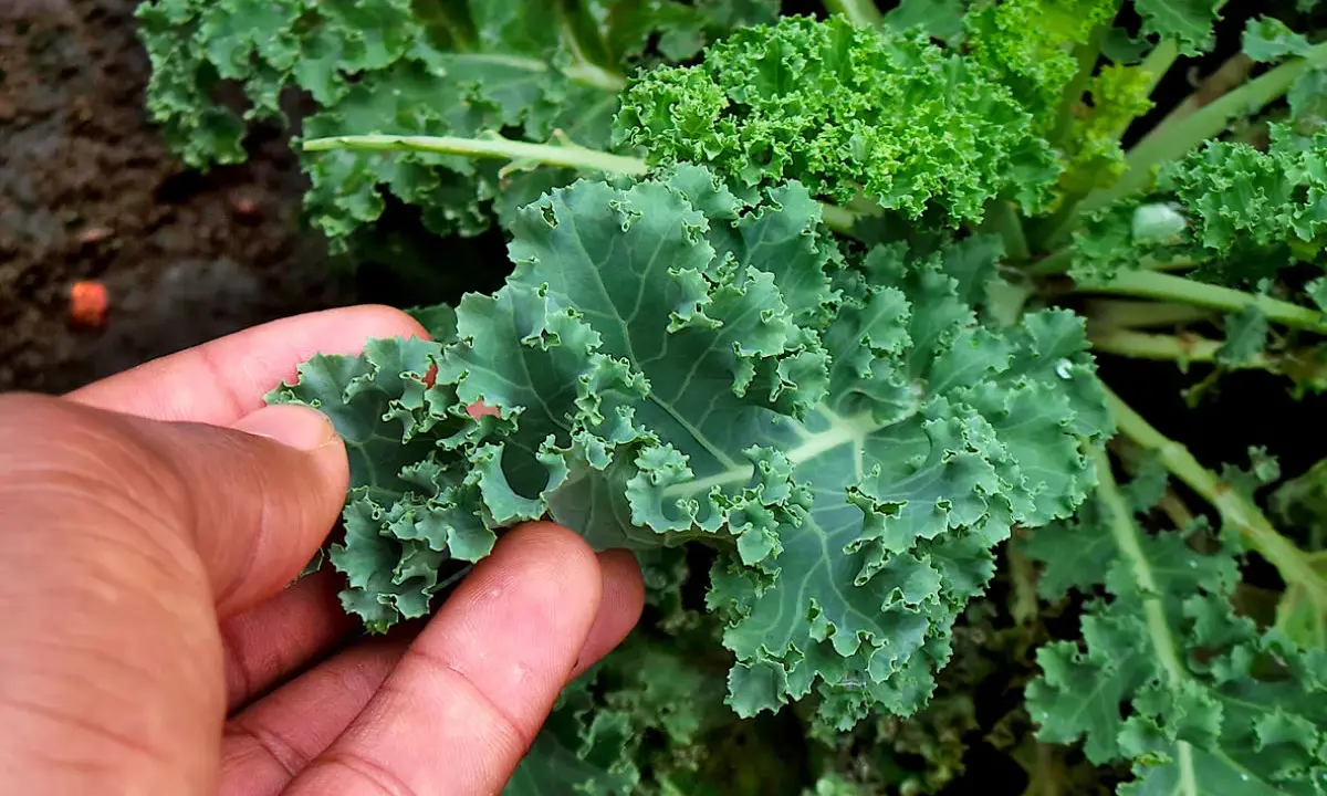 Une main touche une feuille de chou kale frisé, vert foncé et texturé, dans un jardin.