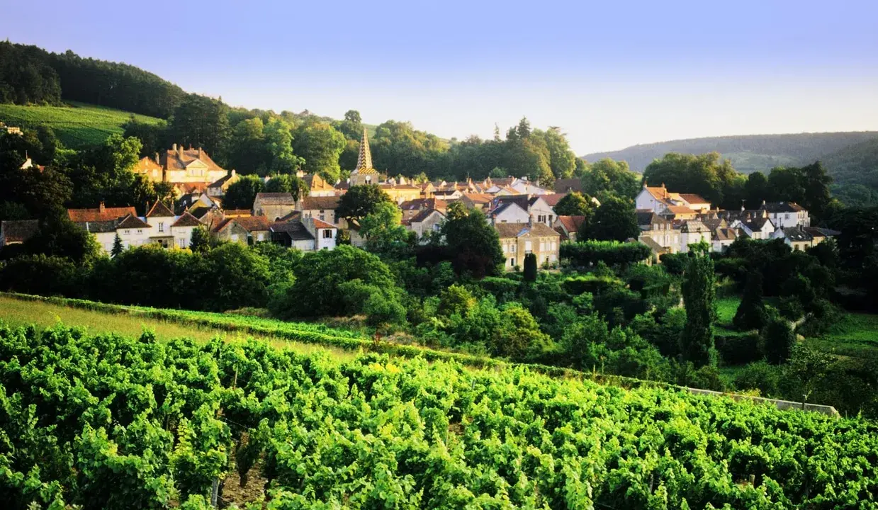 Village pittoresque niché au cœur d'un vignoble verdoyant, sous un ciel bleu clair. La tâche vin est omniprésente.