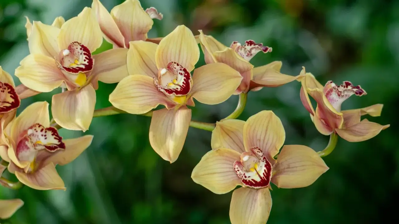 Delikatne, żółte kwiaty cymbidium z bordowymi plamkami w środku, na tle zieleni.
