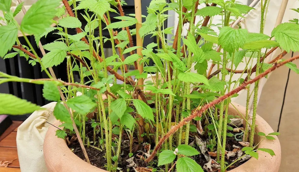 Junge Himbeeren im Topf, mit vielen grünen Blättern und dünnen, stacheligen Trieben.