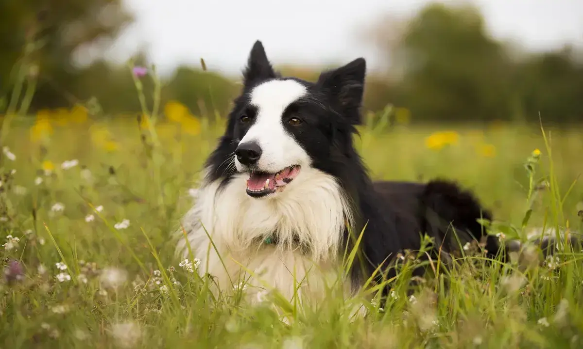 Czarny pies rasy border collie leży w trawie. Zastanawiasz się, ile waży border collie? Ten pies wygląda na zdrowego i aktywnego.