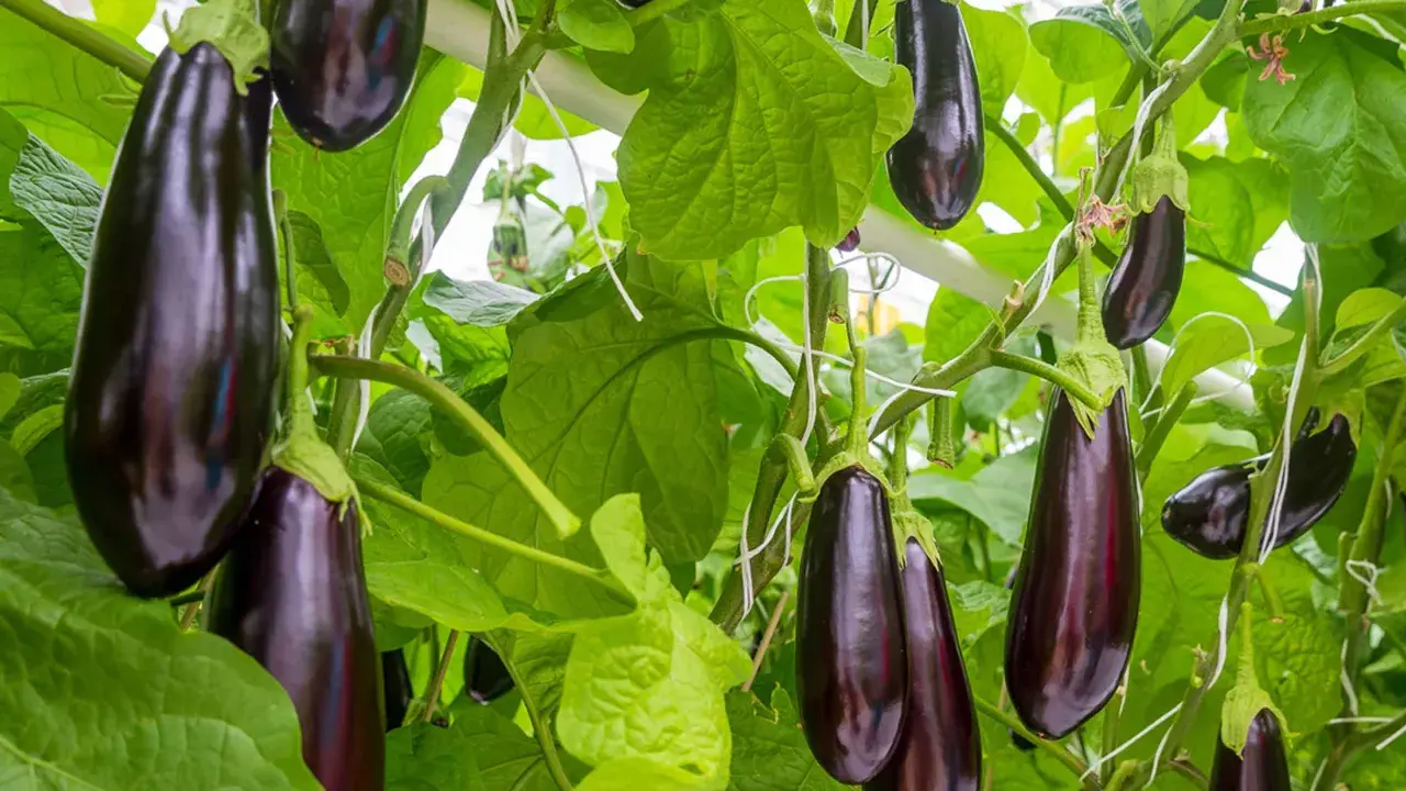 Aubergines foncées, de belle taille, poussent sur des tiges vertes luxuriantes, prêtes à être récoltées.