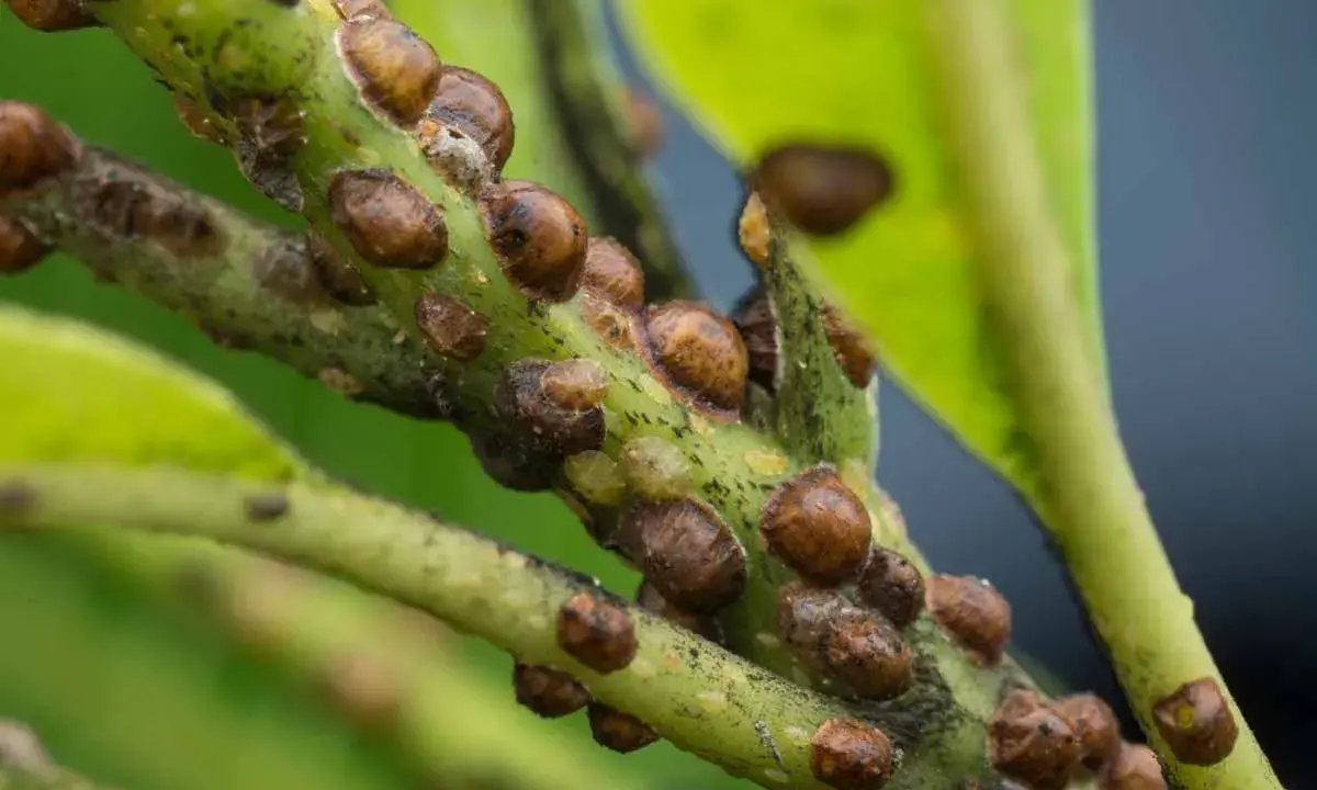 Close-up of a plant stem covered in brown, dome-shaped scale insects, aiding in scale insect identification.