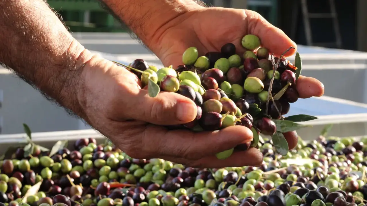 Mani che mostrano il raccolto di olive fresche, verdi e nere, un esempio di come si raccolgono le olive.