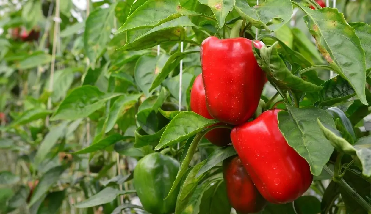 Poivrons rouges et verts mûrs sur des plants dans une serre. Ces poivrons en pot promettent une récolte savoureuse.