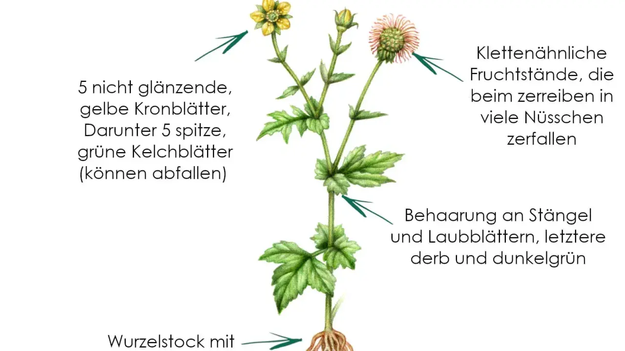 Echte Nelkenwurz mit gelben Blüten und Wurzelstock. Die Pflanze ist bekannt für ihre nelkenwurz heilwirkung.