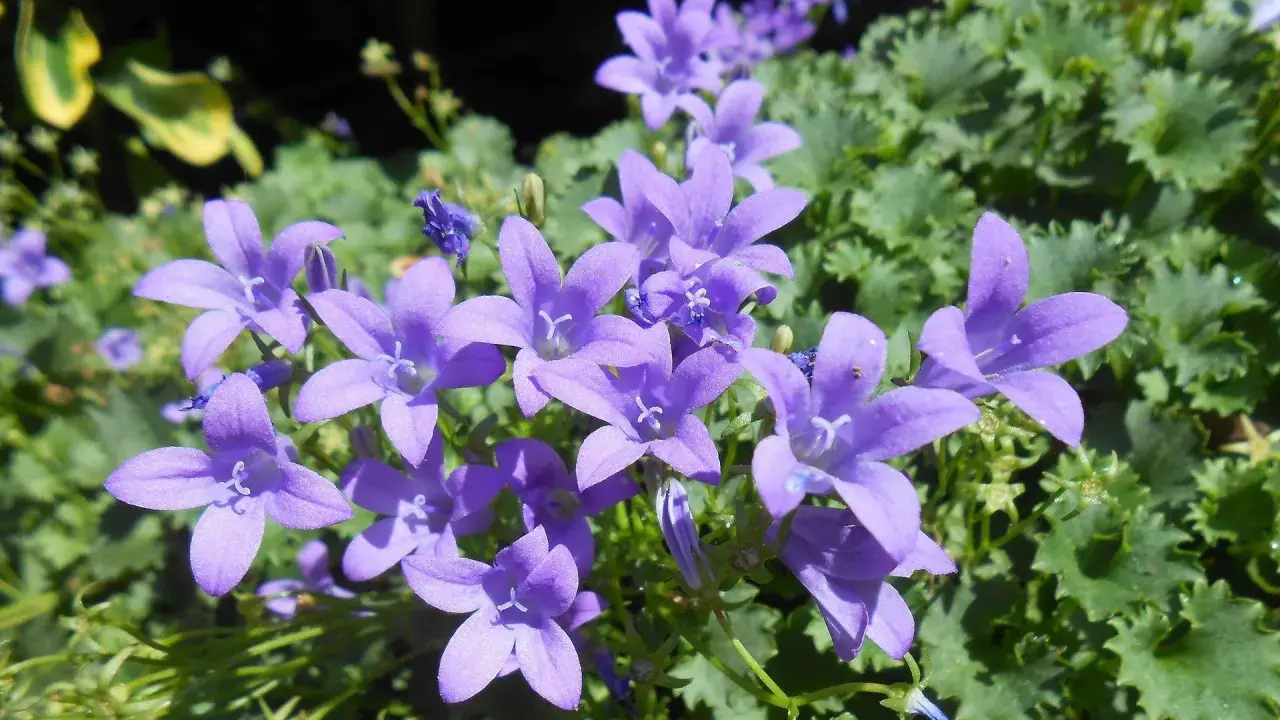 Urocze, fioletowe dzwonki, piękne campanula odmiany, kwitną na tle zielonych liści.
