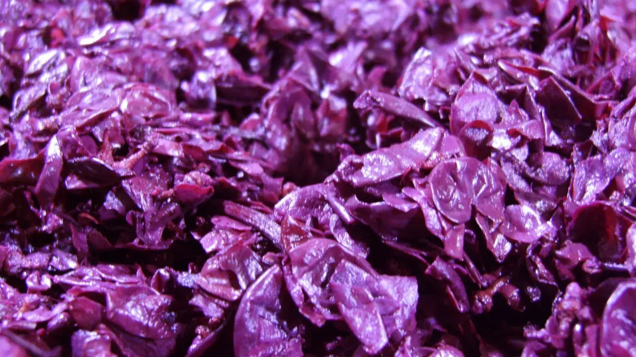 Textura púrpura y brillante del bagazo de uva, restos de la vinificación listos para ser reutilizados.