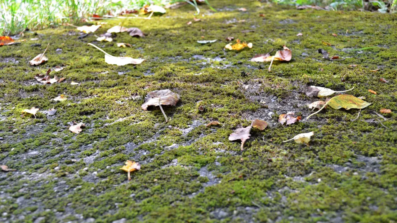 Sentier envahi par la mousse et les feuilles mortes. Idéal pour apprendre comment détruire la mousse dans une cour.