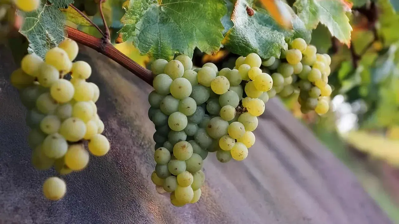 Reife Trauben der Silvaner Rebsorte hängen an einem Rebstock.