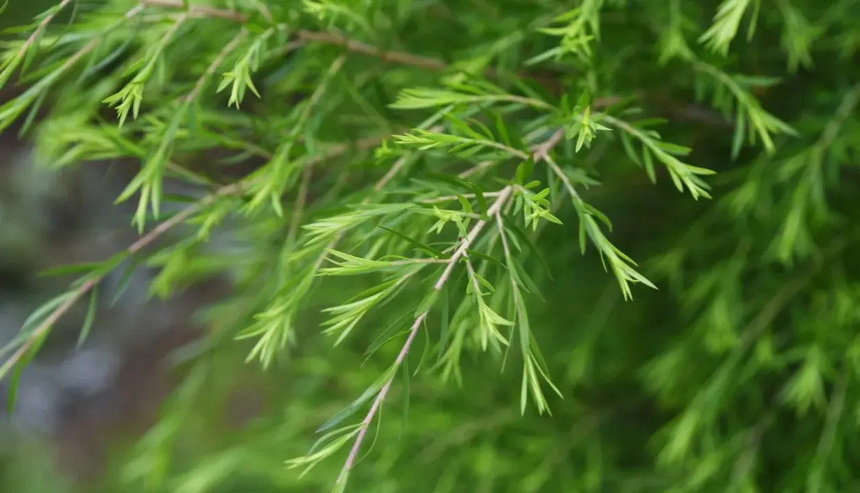 Rameaux de tea tree vertus, aux feuilles fines et vertes, évoquant la nature et le bien-être.