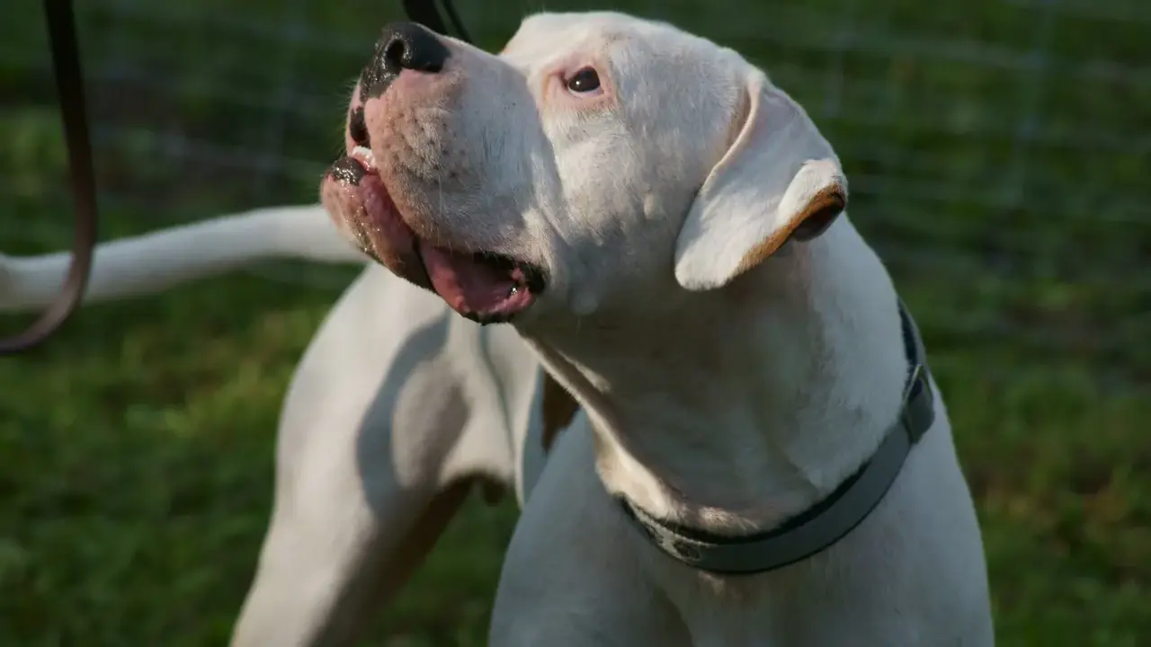 Mocny dogo argentino z otwartym pyskiem, patrzący w górę. W tle zielona trawa i siatka.